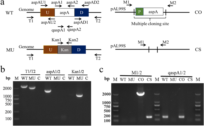 Role Of Aspartate Ammonia Lyase In Pasteurella Multocida Bmc Microbiology Full Text Role Of Aspartate Ammonia Lyase In Pasteurella Multocida Bmc Microbiology Full Text