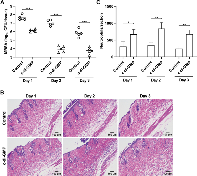 Treatment for S. aureus skin infection works in mouse model