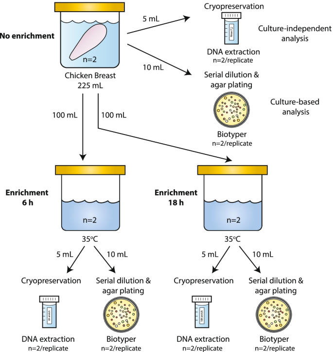 Choice of DNA extraction method affects detection of bacterial 