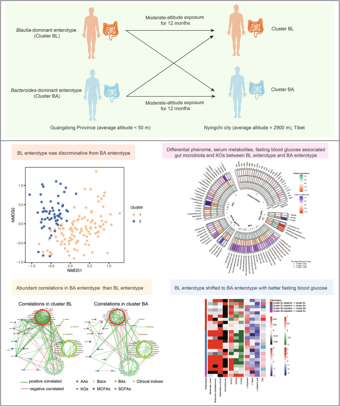 Moderate altitude exposure induced gut microbiota enterotype shifts ...
