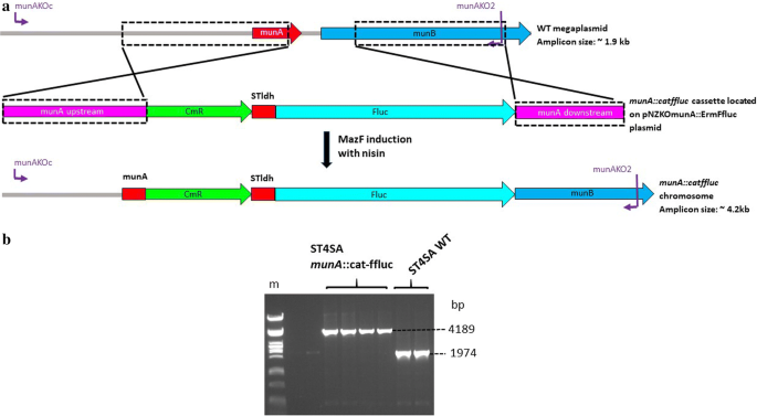 Development of a novel selection/counter-selection system for chromosomal  gene integrations and deletions in lactic acid bacteria | BMC Molecular  Biology | Full Text