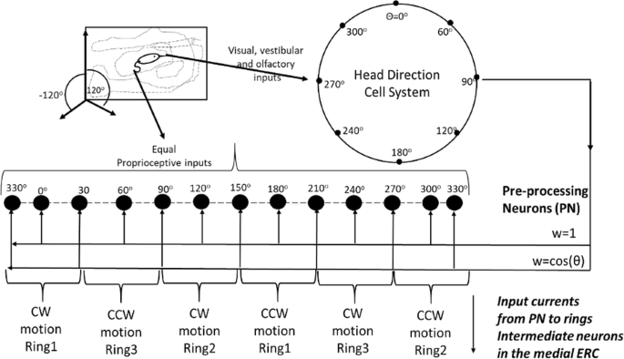 Schematic representation of Riley's threecompartment lung model