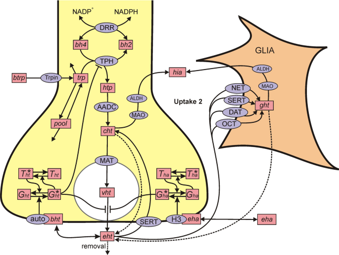 Autoreceptor control of serotonin dynamics | BMC Neuroscience | Full Text