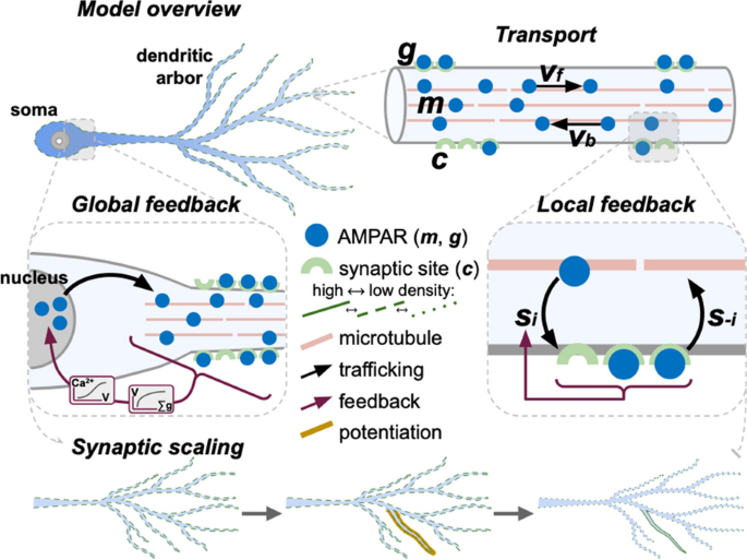 29th Annual Computational Neuroscience Meeting: CNS*2020,BMC Neuroscience -  X-MOL