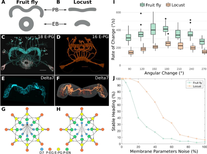 29th Annual Computational Neuroscience Meeting: CNS*2020 | BMC Neuroscience  | Full Text