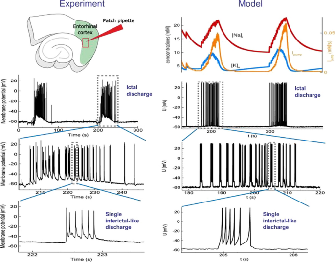 29th Annual Computational Neuroscience Meeting: CNS*2020 | BMC Neuroscience  | Full Text