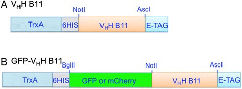 图1gydF4y2Ba