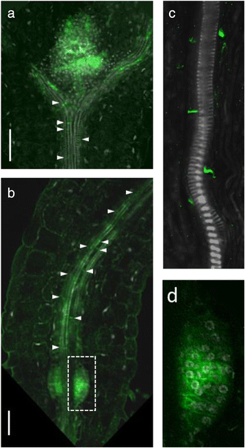 figure4