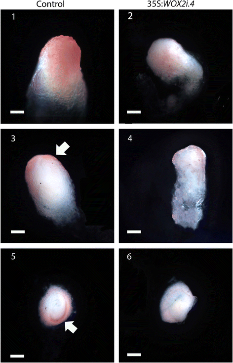 figure5