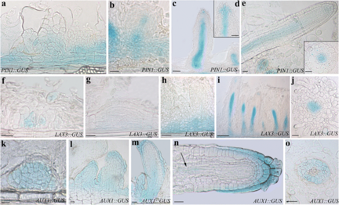 figure5