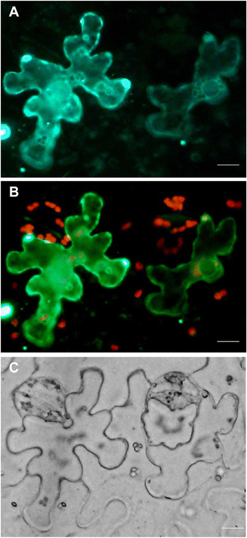 figure 10