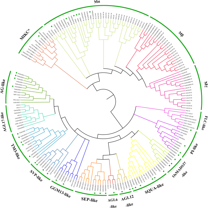 Genome Wide Identification Of Mads Box Family Genes In Moso Bamboo Phyllostachys Edulis And A Functional Analysis Of Pemads5 In Flowering Bmc Plant Biology Full Text