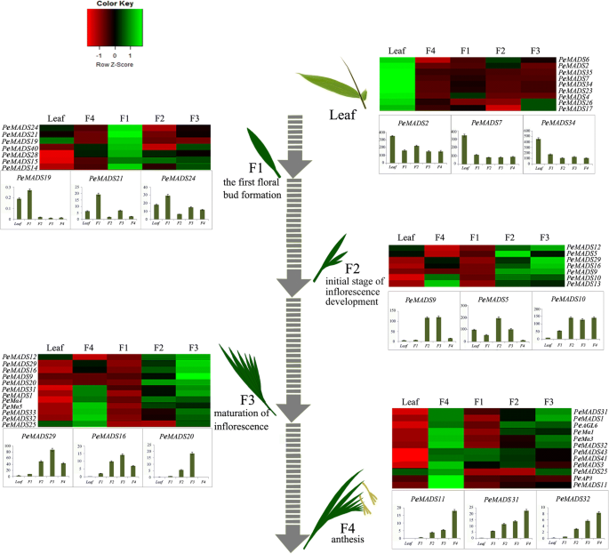 Genome Wide Identification Of Mads Box Family Genes In Moso Bamboo Phyllostachys Edulis And A Functional Analysis Of Pemads5 In Flowering Bmc Plant Biology Full Text