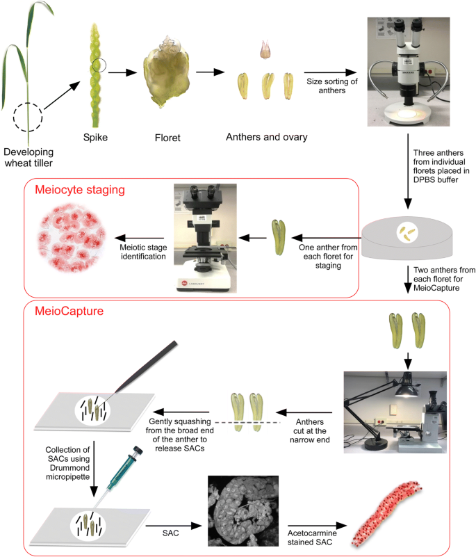 Meiocapture An Efficient Method For Staging And Isolation Of Meiocytes In The Prophase I Sub Stages Of Meiosis In Wheat Bmc Plant Biology Full Text
