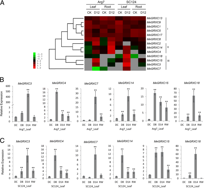Identification And Characterization Of Drought Responsive Cc Type Glutaredoxins From Cassava Cultivars Reveals Their Involvement In Aba Signalling Bmc Plant Biology Full Text