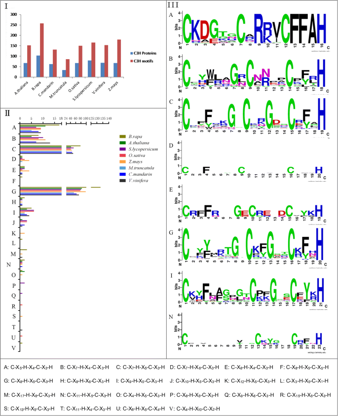 Genome Wide Analysis And Stress Responsive Expression Of Ccch Zinc Finger Family Genes In Brassica Rapa Bmc Plant Biology Full Text