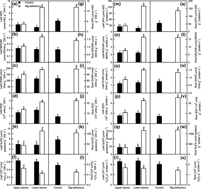 Responses Of Reactive Oxygen Species And Methylglyoxal Metabolisms To Magnesium Deficiency Differ Greatly Among The Roots Upper And Lower Leaves Of Citrus Sinensis Springerlink