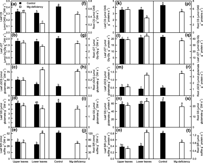 Responses Of Reactive Oxygen Species And Methylglyoxal Metabolisms To Magnesium Deficiency Differ Greatly Among The Roots Upper And Lower Leaves Of Citrus Sinensis Springerlink