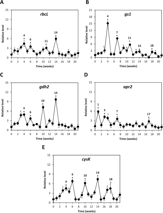 Oligo-carrageenan kappa increases glucose, trehalose and TOR-P and  subsequently stimulates the expression of genes involved in photosynthesis,  and basal and secondary metabolisms in Eucalyptus globulus | BMC Plant  Biology | Full Text