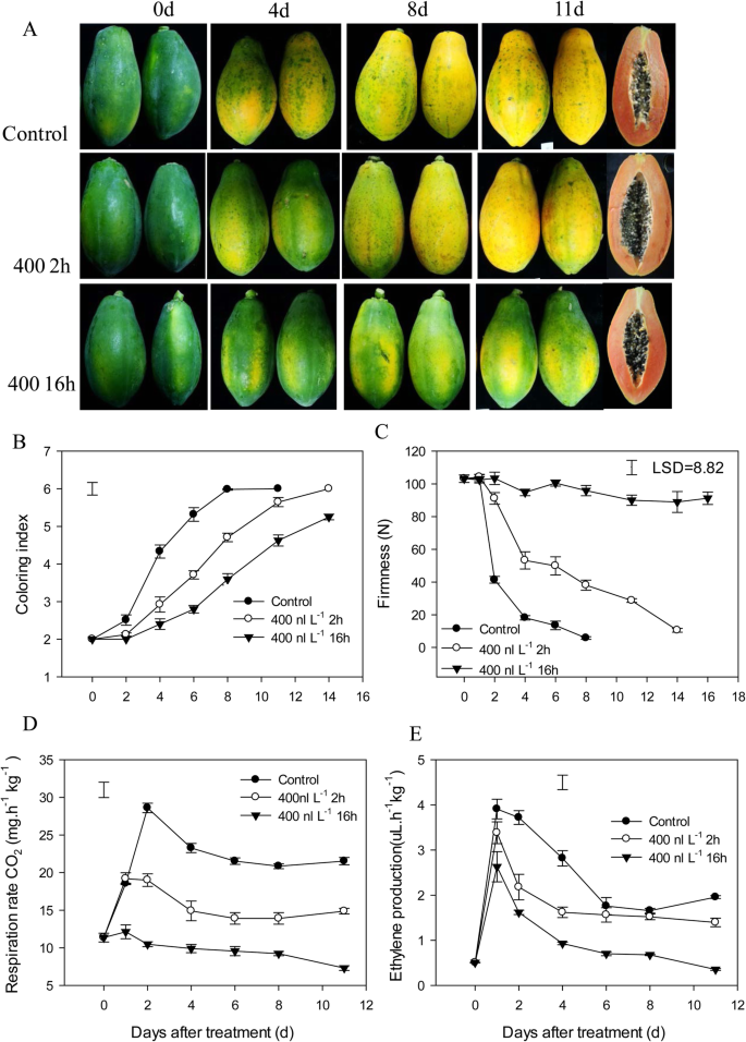 Full article: Selection of optimal ripening stage of papaya fruit (Carica  papaya L.) and vacuum frying conditions for chips making