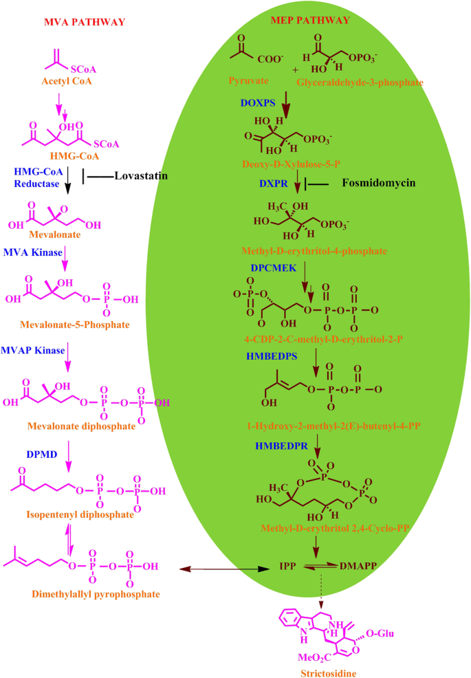 a Possible synthesis mechanism of MEEP. b¹HNMR spectra of MEEP