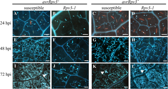 figure2GydF4y2Ba