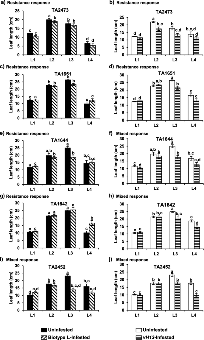 Phenotypic And Molecular Characterization Of Hessian Fly Resistance In Diploid Wheat Aegilops Tauschii Bmc Plant Biology Full Text