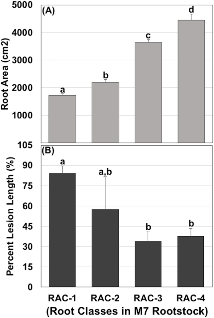 Root System Traits Impact Early Fire Blight Susceptibility In Apple Malus Domestica Bmc Plant Biology Full Text