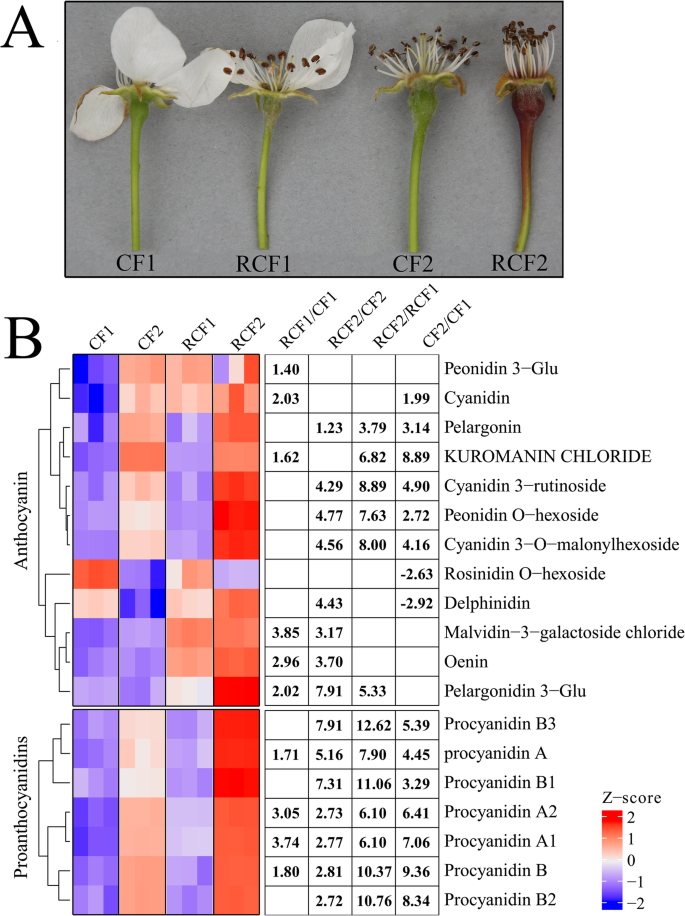 Transcriptomic And Metabolomic Analysis Provides Insights Into Anthocyanin And Procyanidin Accumulation In Pear Springerlink