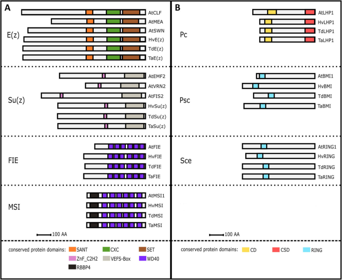 Identification Of Polycomb Repressive Complex 1 And 2 Core Components In Hexaploid Bread Wheat Bmc Plant Biology Full Text
