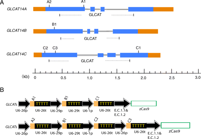 figure2gydF4y2Ba