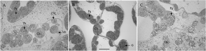 图2.gydF4y2Ba