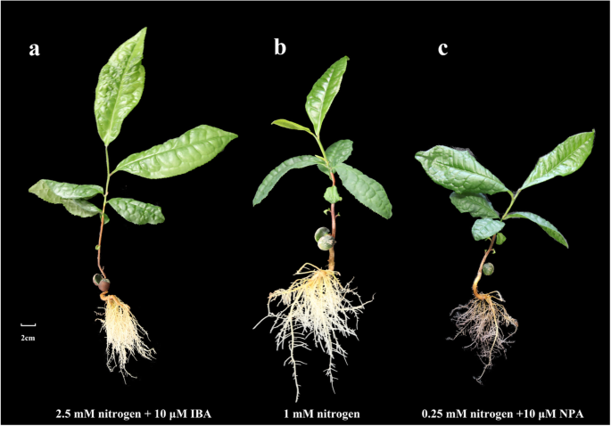 figure2