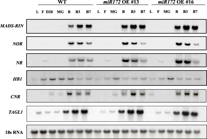 figure11