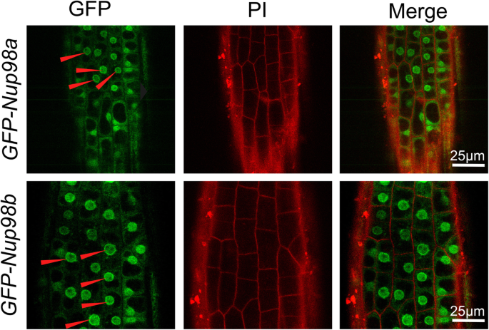 figure7