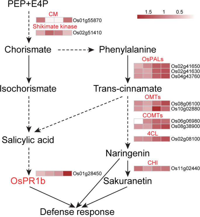 Comparative Proteomic Analysis Reveals Novel Insights Into The Interaction Between Rice And Xanthomonas Oryzae Pv Oryzae Springerlink Comparative Proteomic Analysis Reveals Novel Insights Into The Interaction Between Rice And Xanthomonas Oryzae Pv Oryzae Springerlink
