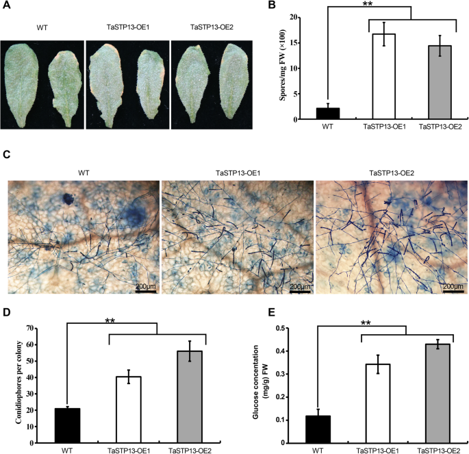 figure6