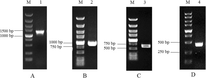 图1gydF4y2Ba