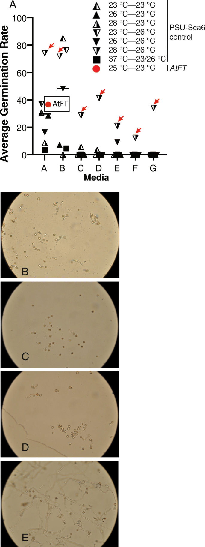 figure7