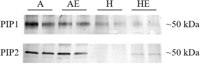 图4.GydF4y2Ba