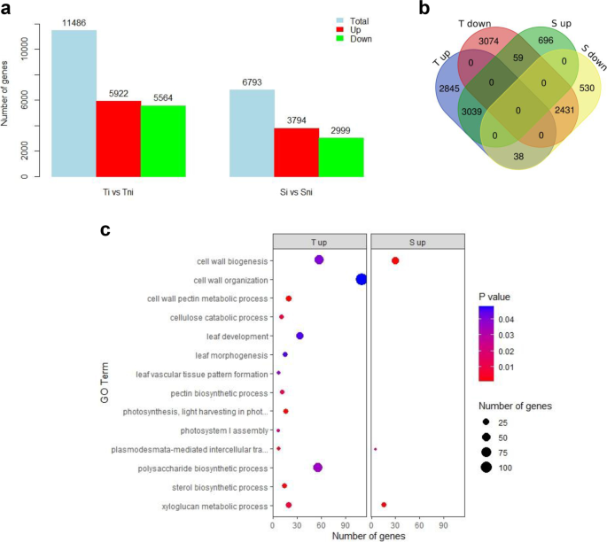 Tomato transcriptomic response to Tuta absoluta infestation | BMC Plant  Biology | Full Text