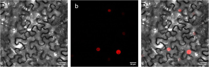 Silencing of StRIK in potato suggests a role in periderm related to RNA  processing and stress | BMC Plant Biology | Full Text