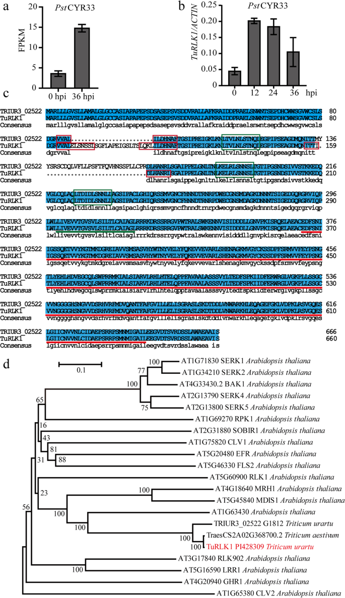 BED-domain-containing immune receptors confer diverse resistance spectra to  yellow rust