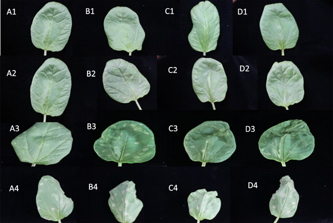 plant biology research figure 24