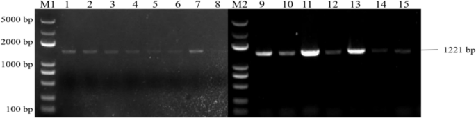 plant biology research figure 28