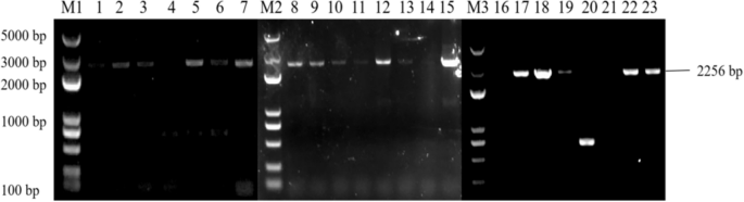 plant biology research figure 29