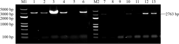 plant biology research figure 30