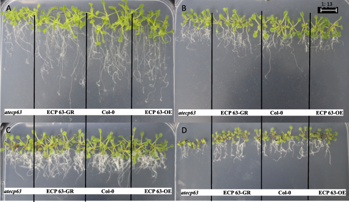 plant biology research figure 33