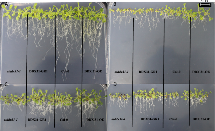 plant biology research figure 35