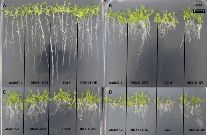 plant biology research figure 37